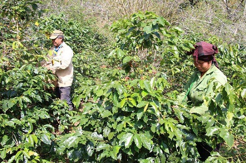 Mùa thu hoạch cà phê Sơn La, được bao nhiêu lái & # 34;  khuân & # 34;  hết - 2