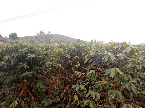 Mùa thu hoạch cà phê Sơn La, được bao nhiêu lái & # 34;  khuân & # 34;  hết - 3