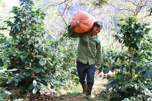 Mùa thu hoạch cà phê Sơn La, được bao nhiêu lái & # 34;  khuân & # 34;  hết - 4