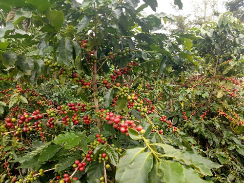 Mùa thu hoạch cà phê Sơn La, được bao nhiêu lái & # 34;  khuân & # 34;  hết - 6