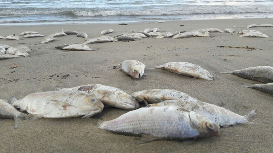 Truy tìm nguyên nhân cá chết đầy biển Đà Nẵng - 1