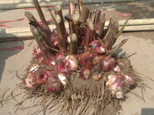 Sức khỏe đời sống - Loại củ rẻ tiền vùng nào cũng có là vị thuốc sánh ngang "thần dược"