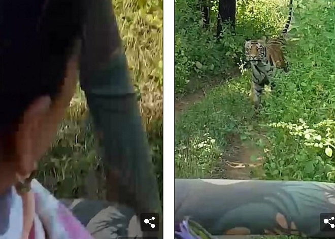 Ấn Độ: Khách hãi hùng vì bị hổ đuổi khi tham quan trong rừng - 1