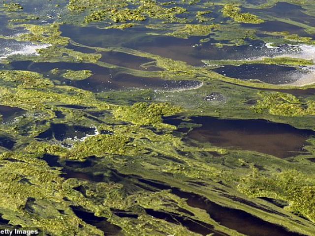 Thế giới - Kế hoạch 50 nghìn tỷ USD biến sa mạc Trái đất thành hàng triệu ốc đảo