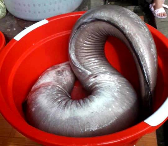 Người dân bắt được cá chình “khủng” sau 1 tuần theo dõi - 2
