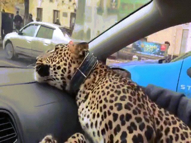 Phi thường - kỳ quặc - Lạ lùng cảnh báo dữ có thể giết người ngả ngốn đi taxi ở Nga