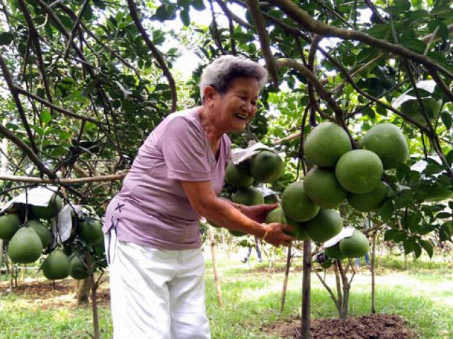 Thị trường - Tiêu dùng - Bỏ lúa trồng cây ăn trái, "một bước lên tiên" bỏ túi cả tỷ đồng