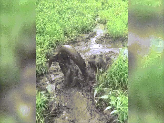 Thế giới - Video: Điều xảy ra khi cá sấu nhỏ dám tấn công đồng loại to lớn