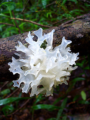 Thay mới làn da từ nấm rẻ tiền chợ nào ở Việt Nam cũng thấy - 1