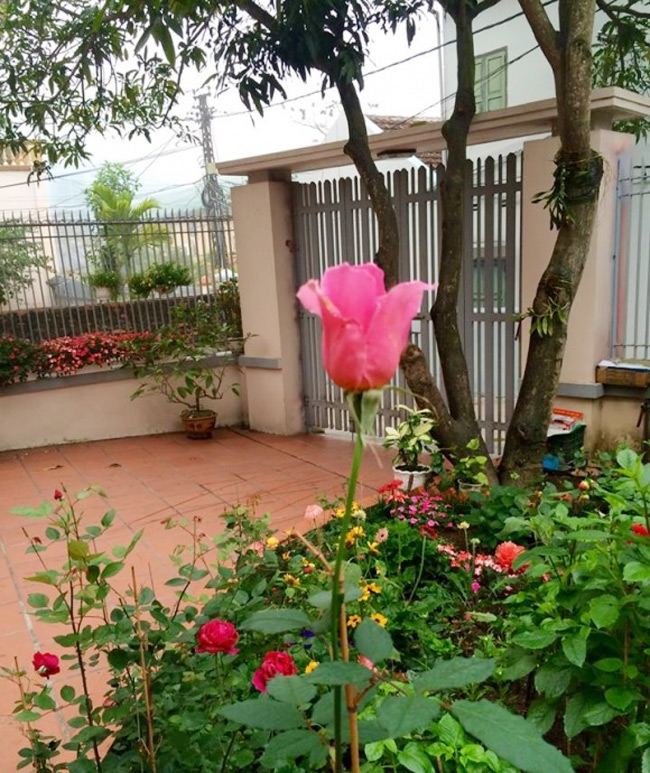 Vì bố mẹ cô đều yêu thích cây xanh nên để một mảnh đất trước nhà trồng hoa.