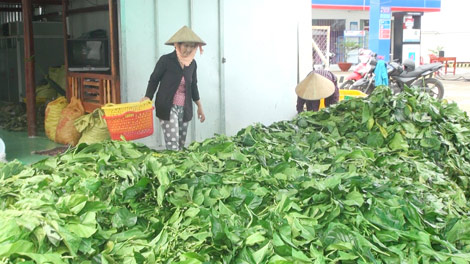 Cảnh giác với kiểu thu mua nông sản “lạ” - 1