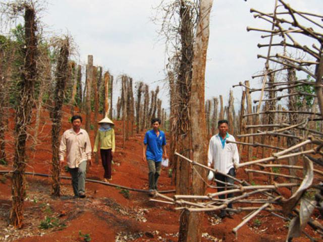 Thị trường - Tiêu dùng - Tây Nguyên: Tiêu chết như ngả rạ, từ tỷ phú bỗng thành... trắng tay