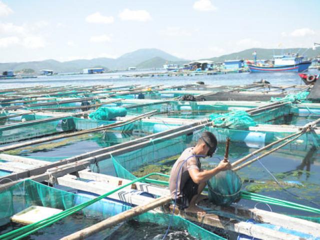 Thị trường - Tiêu dùng - Tôm hùm, cá bớp ở Vân Phong chết hàng loạt vì tảo độc