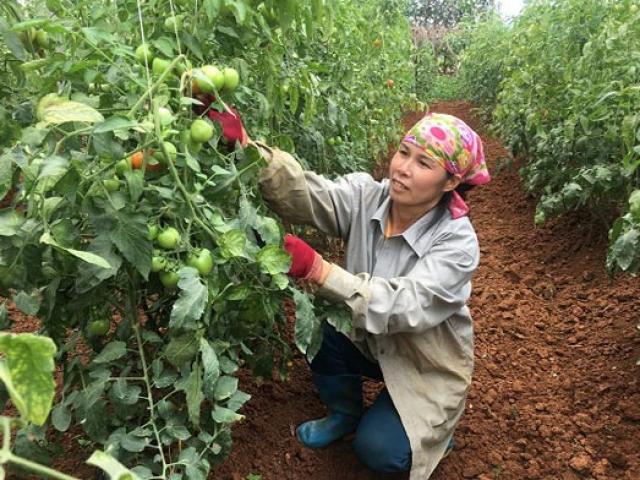 Thị trường - Tiêu dùng - Sống khỏe, thu khá tiền nhờ trồng cà chua VietGAP trái sai "phát hờn"
