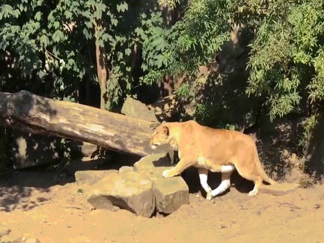 Media - Cận cảnh pha săn mồi đỉnh cao của "vua sư tử"