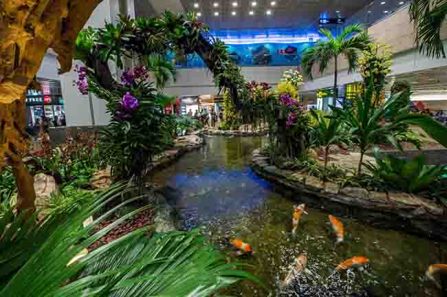 Một vườn lan ở trạm trung chuyển 2. Hình ảnh tuyệt đẹp này là một trong những ấn tượng cho hơn 55 triệu lượt hành khách mỗi năm qua sân bay Changi, nơi được coi là trung tâm hoạt động của nhiều hãng hàng không lớn nhất Châu Á.