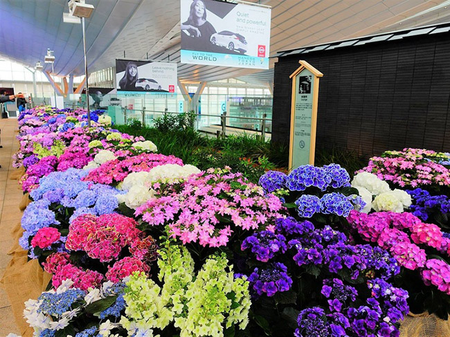 Sân bay Tokyo Haneda: Nằm ngay tại quận Ota ở thủ đô Tokyo, bên sông Tama. Sân bay có thiết kế hợp lý, gồm 3 nhà ga và một vườn hoa rất cầu kỳ với nhiều chủng loại quý hiếm nằm ngay trong sân bay.