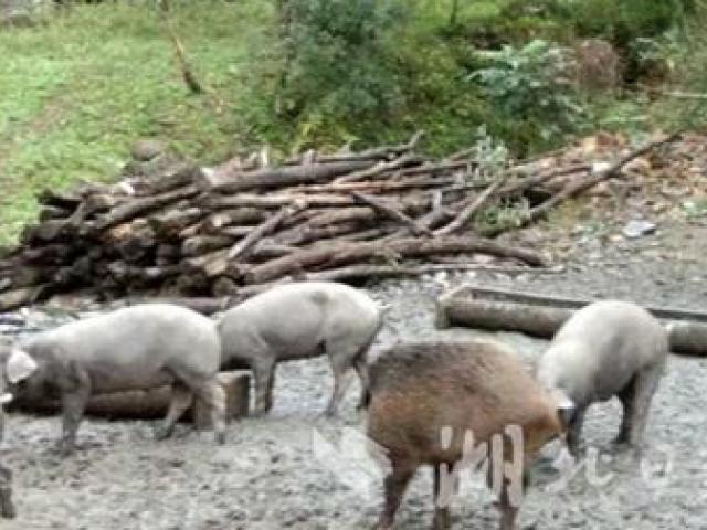 Thị trường - Tiêu dùng - Phát tài nhờ "tình yêu trái ngang" giữa lợn nhà và lợn rừng