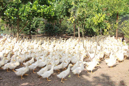 Cho vịt ăn cây chuối, rau rừng, ngô xay...kiếm tiền đều tay - 5