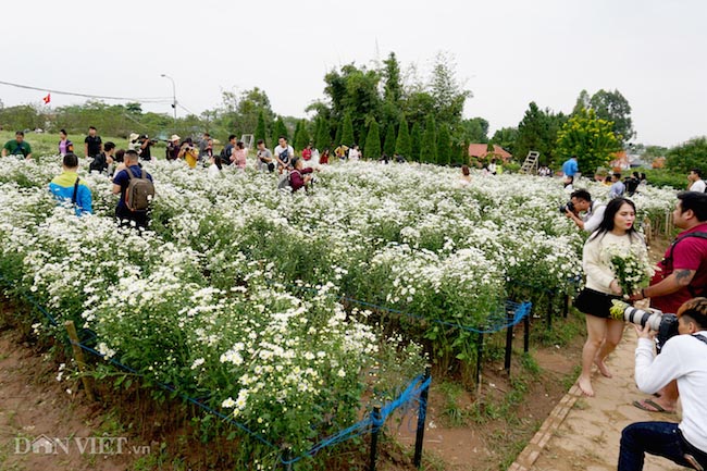 Phía sau những bức ảnh cúc họa mi đẹp là... cả dàn &#34;bắn tỉa&#34; có tâm - 5