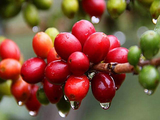 Thị trường - Tiêu dùng - Giá nông sản hôm nay 19/11: Cả giá cà phê lẫn giá tiêu đều “ảm đạm”