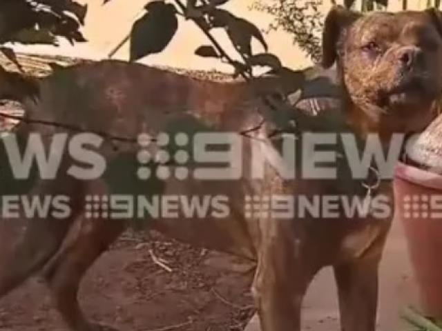 Thế giới - Chó ngao bò tấn công man rợ chủ nhân ở Úc