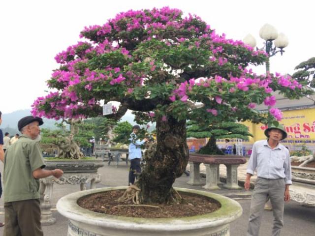 Thị trường - Tiêu dùng - Hàng ngàn "cụ" bonsai, cây cảnh tiền tỷ hội tụ về Thủ đô