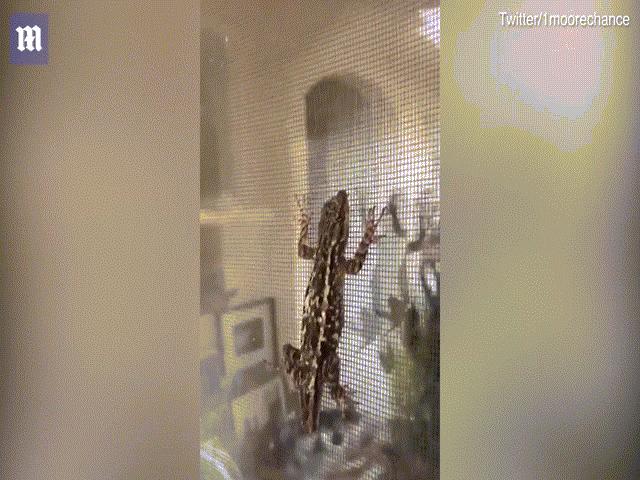 Phi thường - kỳ quặc - "Hồi sinh" thằn lằn "chết cóng" bằng... máy sấy tóc