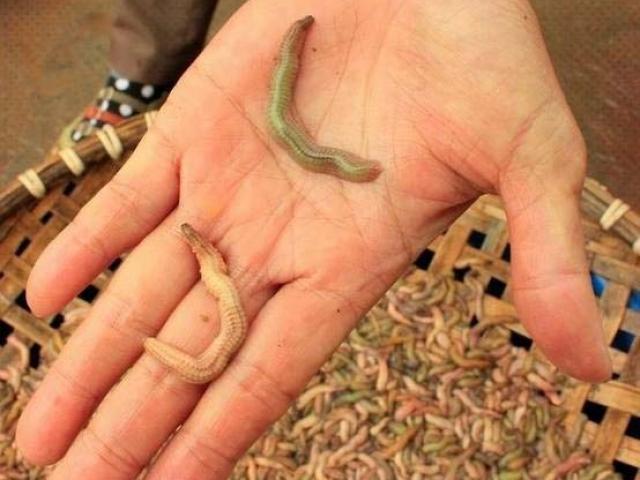 Thị trường - Tiêu dùng - "Lộc trời" trăm chân giúp người dân Hải Dương có ngay trăm triệu chỉ trong vài ngày