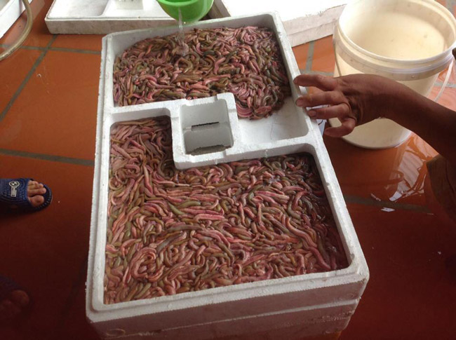 "Lộc trời" trăm chân giúp người dân Hải Dương có ngay trăm triệu chỉ trong vài ngày - 4