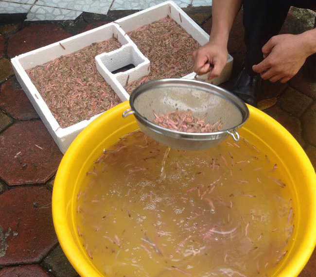 "Lộc trời" trăm chân giúp người dân Hải Dương có ngay trăm triệu chỉ trong vài ngày - 3