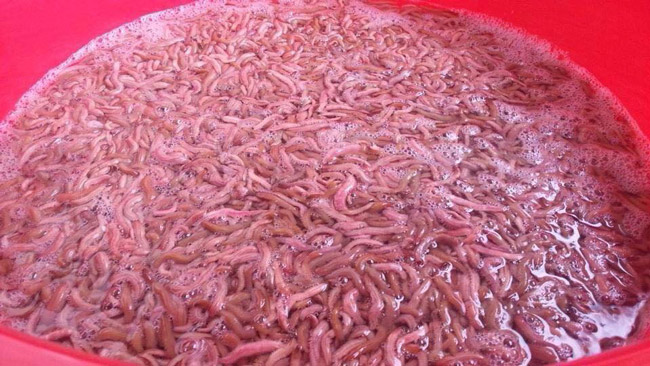 "Lộc trời" trăm chân giúp người dân Hải Dương có ngay trăm triệu chỉ trong vài ngày - 2