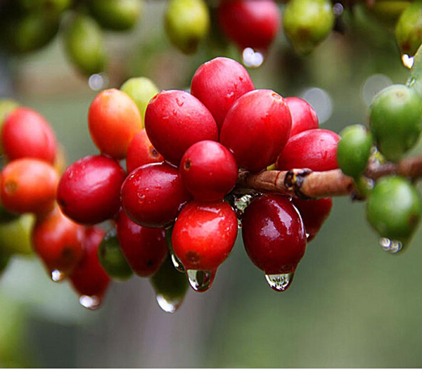 Giá nông sản hôm nay 19/11: Cả giá cà phê lẫn giá tiêu đều “ảm đạm” - 1