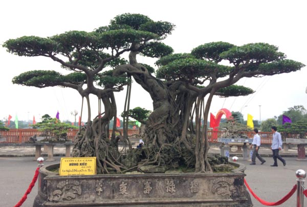 Hàng ngàn &#34;cụ&#34; bonsai, cây cảnh tiền tỷ hội tụ về Thủ đô - 2