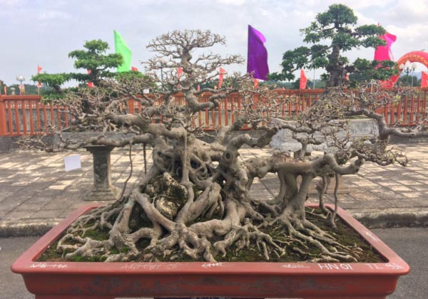Hàng ngàn &#34;cụ&#34; bonsai, cây cảnh tiền tỷ hội tụ về Thủ đô - 3