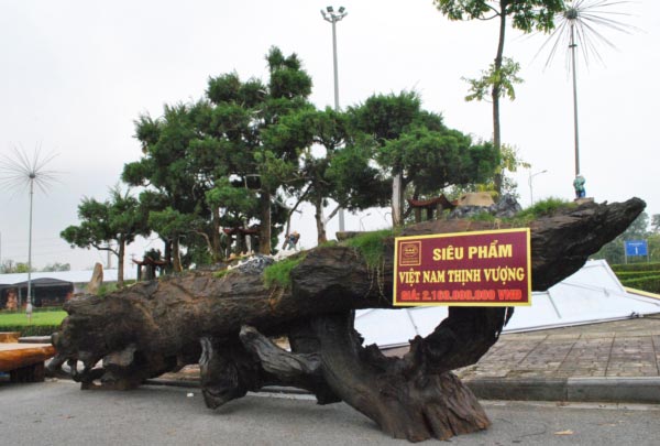 Hàng ngàn &#34;cụ&#34; bonsai, cây cảnh tiền tỷ hội tụ về Thủ đô - 4