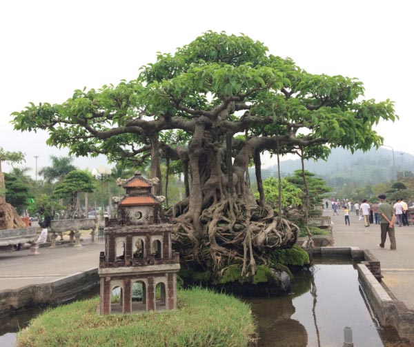 Hàng ngàn &#34;cụ&#34; bonsai, cây cảnh tiền tỷ hội tụ về Thủ đô - 5