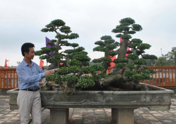 Hàng ngàn &#34;cụ&#34; bonsai, cây cảnh tiền tỷ hội tụ về Thủ đô - 7