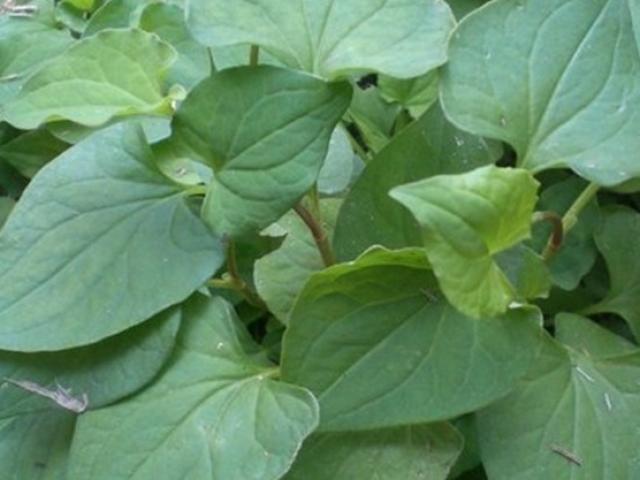 Sức khỏe đời sống - Loại rau “ngửi đã muốn ói” nhưng lại được ví như “thần dược”