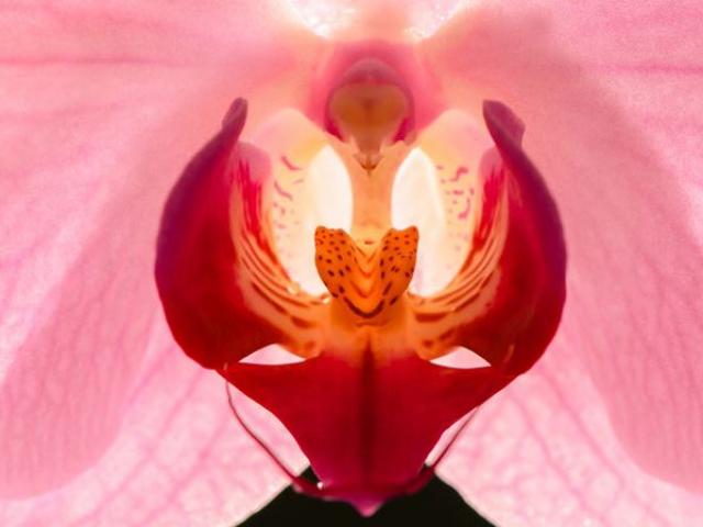 Sức khỏe đời sống - “Cô bé” bị teo: Chuyện nghiêm trọng thường bị bỏ qua