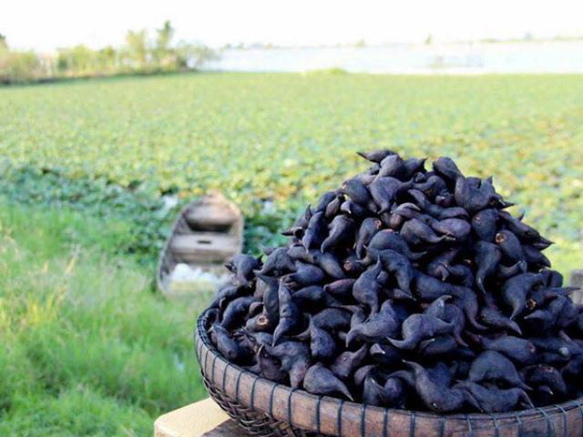 Thị trường - Tiêu dùng - Trồng "nhân sâm của người nghèo" bán giá vài chục nghìn đồng/kg