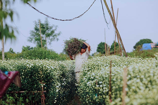 Cúc họa mi chớm nở phủ sắc trắng tinh khôi gọi đông về - 3