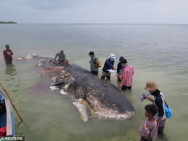 Điều gây rùng mình trong bụng cá voi dài 9m dạt bờ ở Indonesia - 1