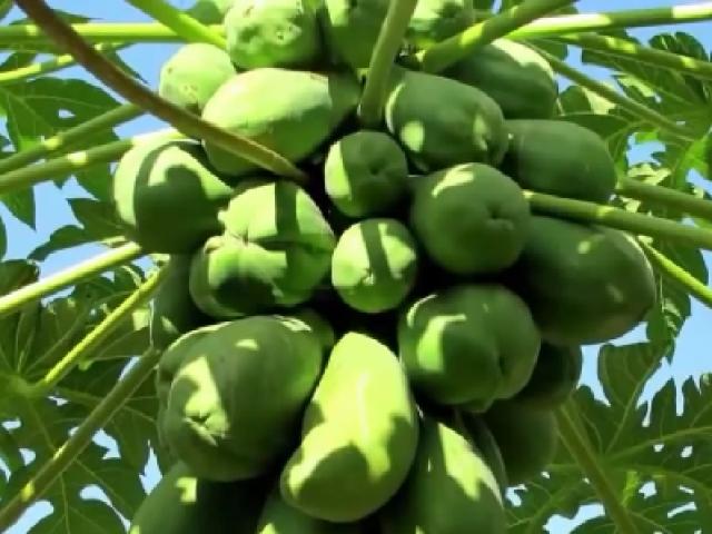 Sức khỏe đời sống - Loại cây vùng miền nào cũng có tốt như "tiên dược" từ ngọn, lá đến quả