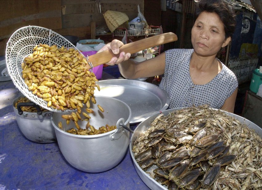 Côn trùng – nguồn dinh dưỡng khổng lồ - 5