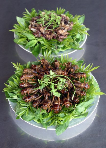 Côn trùng – nguồn dinh dưỡng khổng lồ - 6