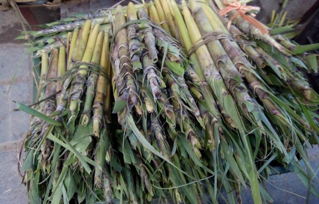 Đây vốn là loại côn trùng sống trong thân cây chít. Người dân phải lựa chọn những cây có dấu hiệu bệnh, không thể ra hoa và đem về chẻ đôi ngọn tìm sâu. Vì vậy, số lượng sâu chít không có đủ để đáp ứng nhu cầu.