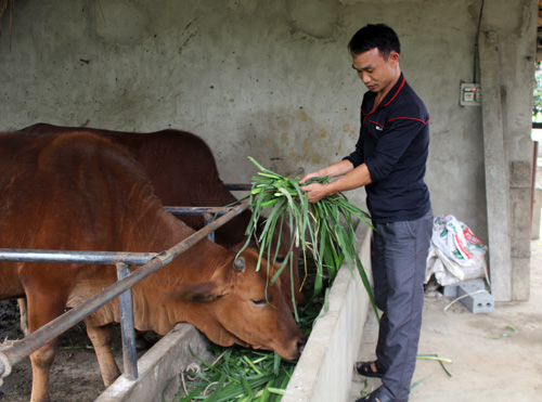 Vay vốn nuôi bò, hươu sao, nhà nông khấm khá - 1