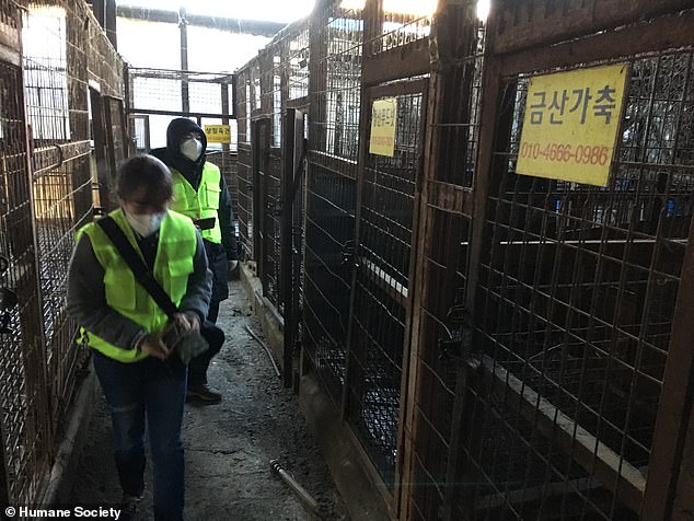 Hàn Quốc bất ngờ dọn sạch lò mổ chó lớn nhất đất nước - 1