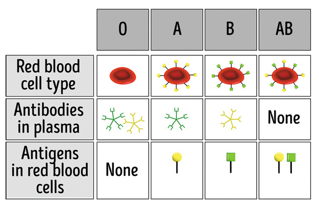 Nếu có nhóm máu O bạn cần biết 7 điều này trước khi quá muộn - 1